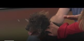 Hazel is a 6-year-old, cairn terrier poodle mix looking for a forever home | Pet of the Week