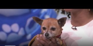 Help save animals at the Pawlymics in Los Angeles