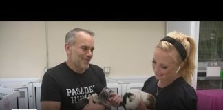 "Mango" the guinea pig among Pasadena pets looking for a new home