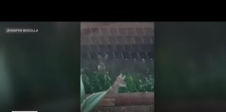 Mar Vista neighborhood plagued by aggressive coyotes