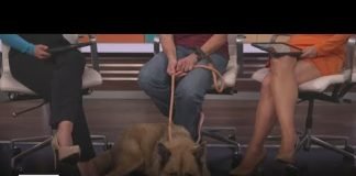 Mazapan, Agoura shelter resident, is waiting for a new family