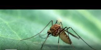 Mosquitos carrying West Nile Virus found in LA County