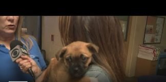 Pups at Riverside shelter in need of a loving home
