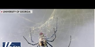 The Giant Joro spiders are making a comeback!