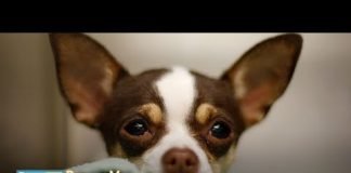 Watch live: Let's get shelter animals adopted