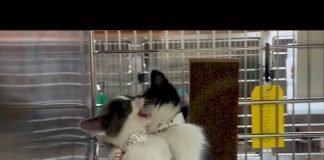 Watch our live streaming special: Rescue Me - California Adopt-a-pet Day