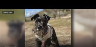 West Hollywood family sues pet-sitting service after their dog drowns