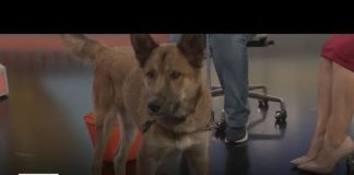 Wilhelm was rescued from a rock quarry and is looking for a forever home | Pet of the Week